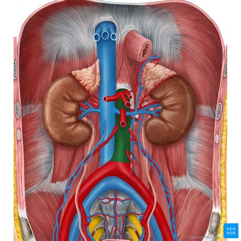 aorta anatomy arteries anatomy abdominal aorta diagno vrogueco