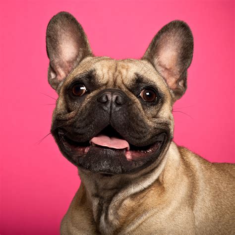 How To Make Your Pet Turtle Happy at Carole Spears blog