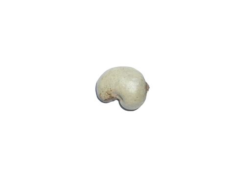 Cashew in shell Free Photo Download | FreeImages