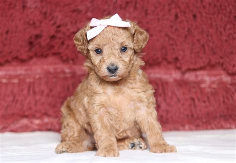 Charity Miniature Poodle | The Puppy Lodge