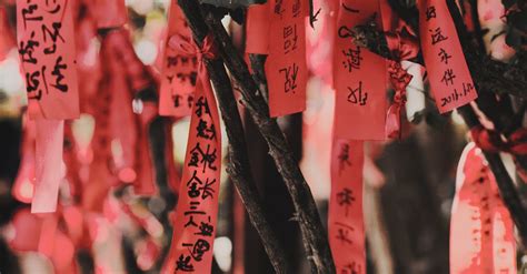 chinese wishing tree tradition  stock photo
