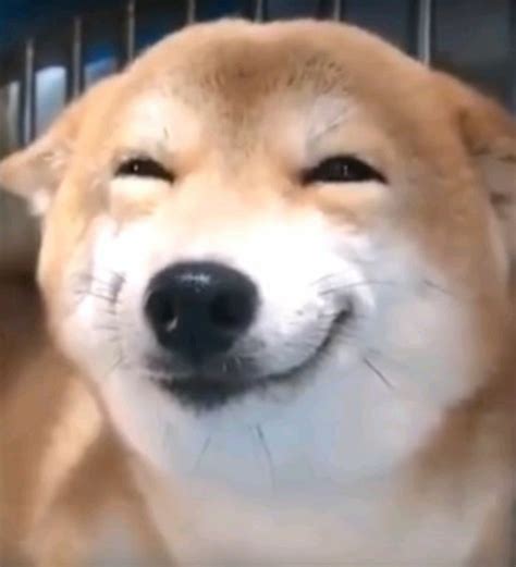 create meme dog meme smiling dog meme dog ulybka pictures