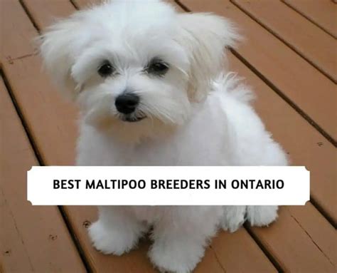 The 6 Most Reputable Maltipoo Breeders In Ontario In 2025