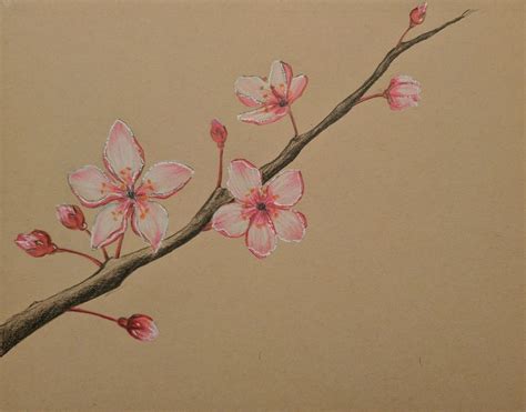 Cherry Blossom Tree Drawing Pencil