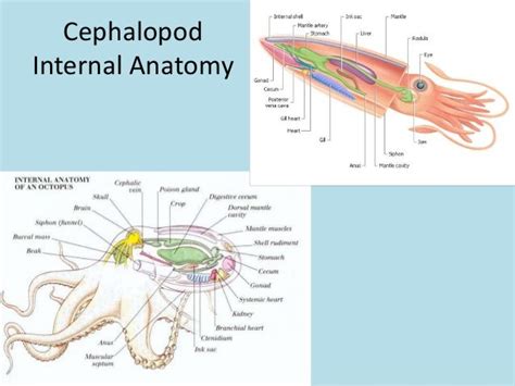 The cephalopods