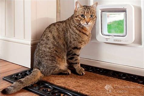 Как сделать дверцу для кошки в двери своими руками