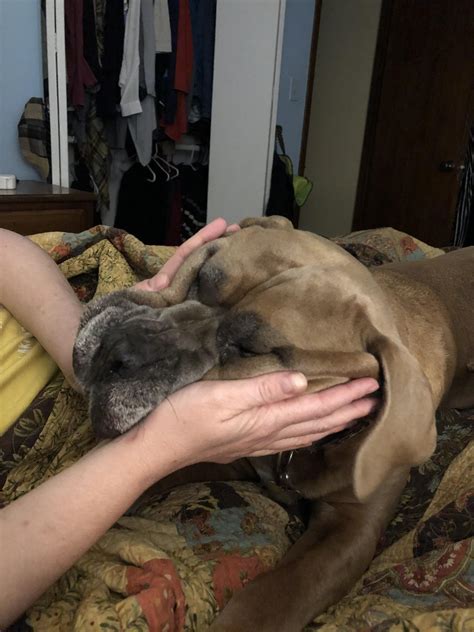 “Can I stay on the bed” squish... : r/squishypuppers