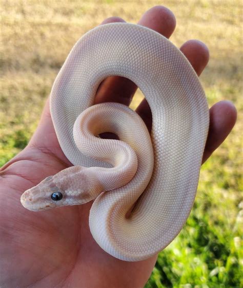 super mojave ball python  stunning snake  unique genetics vital