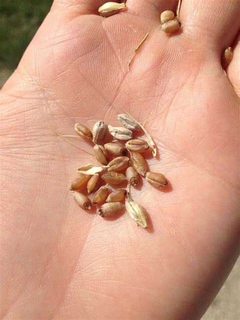 Does “Gluten Sensitivity” Even Exist? Perhaps not – RealAgriculture