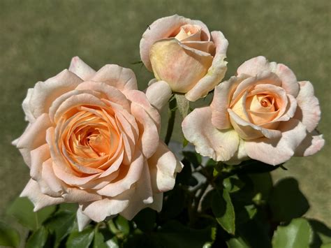 Rosendal KORdalrosen - Ludwig's Roses