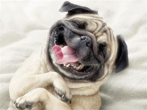 Rules of the Jungle: Funny Dog Faces
