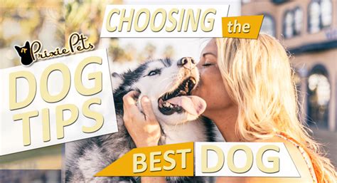 Finding The Purr-Fect Match: 5 Essential Steps To Selecting The Ideal Canine Companion