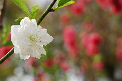 白桃花图片素材 白桃花设计素材 白桃花摄影作品 白桃花源文件下载 白桃花图片素材下载 白桃花背景素材 白桃花模板下载 - 搜索中心