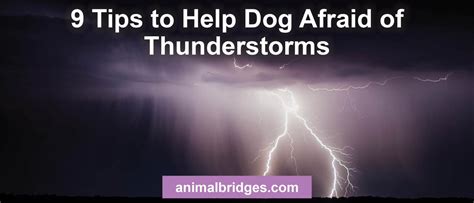 how to help dogs in thunderstorms