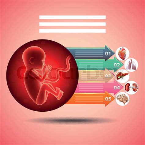 pregnancy infographics fetus  arrows  organs developm colourbox