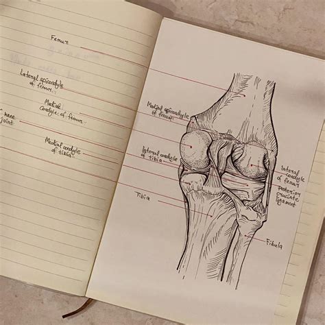 Drew a knee to find where it hurts exactly : r/drawing