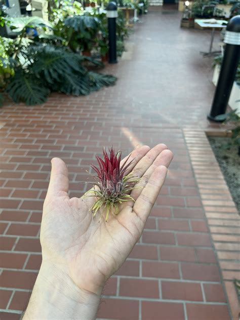 Tillandsia Ionantha Red - La Selva Gartneri