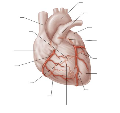 CORONARY CIRCULATION Diagram | Quizlet