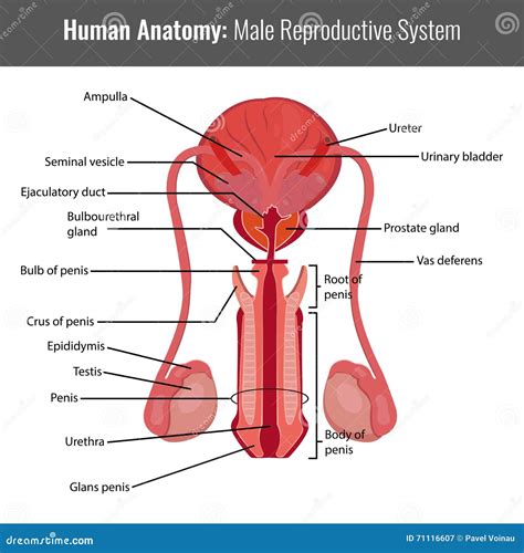 Male Reproductive System Detailed Anatomy. Vector Medical ...