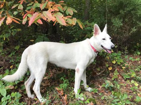 Beautiful AKC white German Shepherd puppies for sale Gadsden - Puppies ...