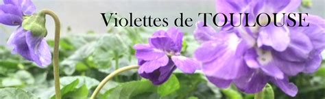 La Maison de la Violette