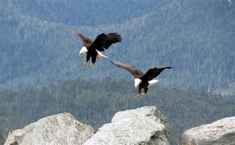 America’s Bald Eagle Population Continues to Soar - Rural Messenger
