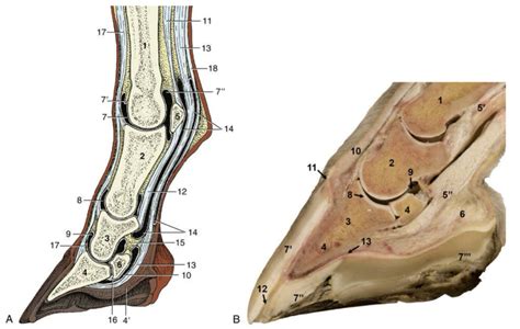diagram  axial section  equine digit quizlet