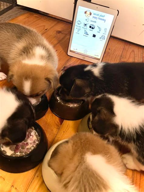Sound Proof Puppy Training App