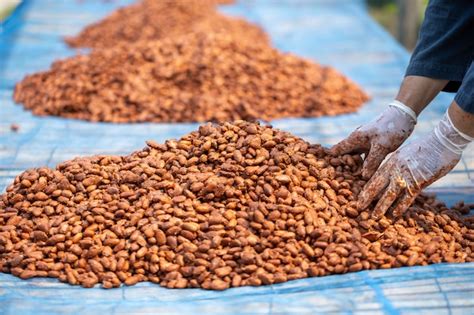 Premium Photo | Cocoa beans, or cacao beans being dried on a drying ...