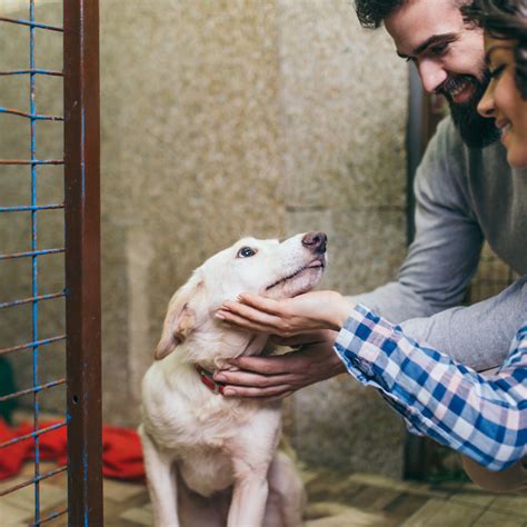 Do You Need Id To Adopt A Dog