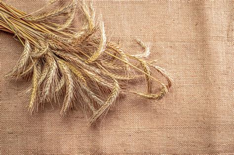 gandum gandum gandum gandum biji gandum utuh gandum panen kecambah