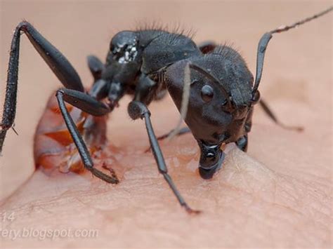 Kitchener Pest Control: Carpenter Ant Bites
