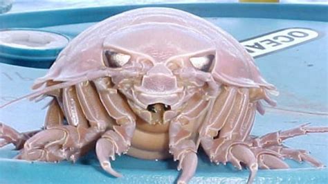 Giant Isopods Are the Animals Time Forgot