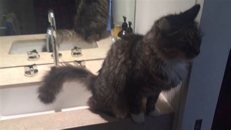 cat peeing   sink youtube