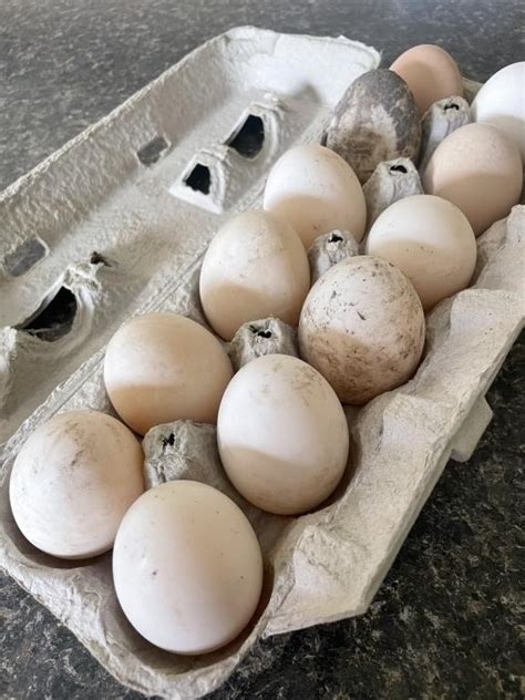 1 dozen Fertile Cayuga duck eggs | Live and Online Auctions on HiBid.com