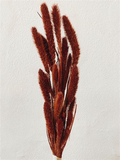 dried red setaria