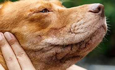 Allergy Trigger: Rash Symptoms In Dogs