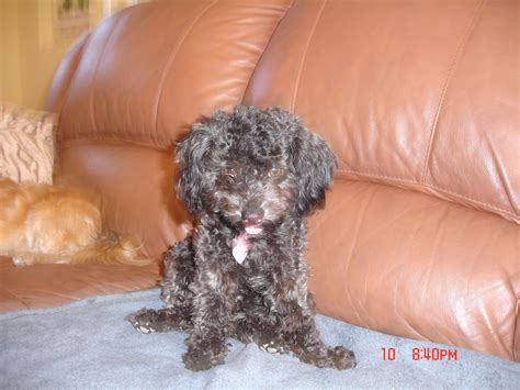 curly hair dog types 9