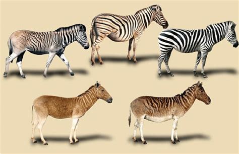The morphological variability within living plains zebras and the
