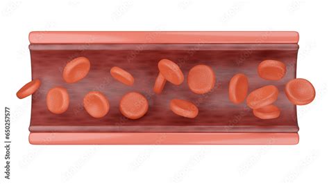 normal artery healthy blood vessel  render stock illustration