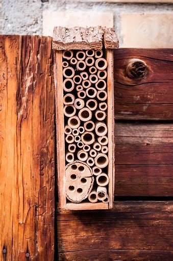 insect hotel wooden structure insect nest   botanical garden stock