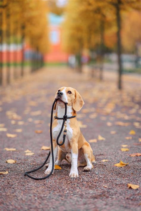 The 6 Most Common Health Issues of Beagles: What Every Owner Needs to Know - Smart Dog Learning