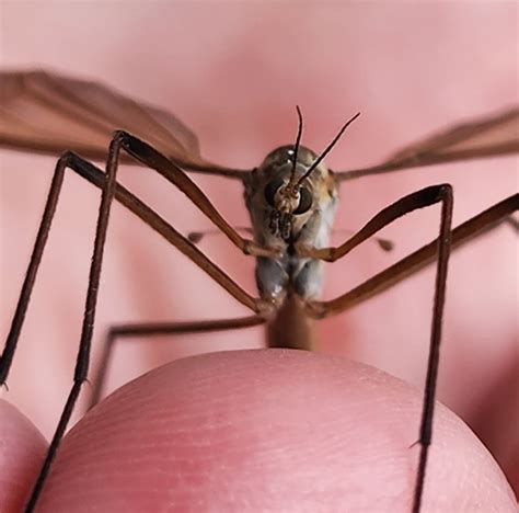 a very adorable crane fly : r/insects