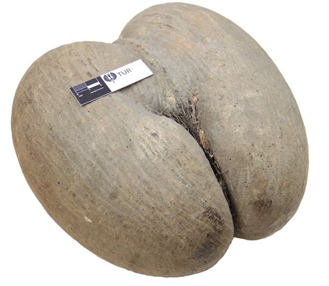 double coconut  largest seed   world radio sargam