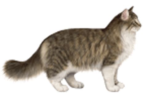 asian leopard cat facts wisdom panel cat breeds