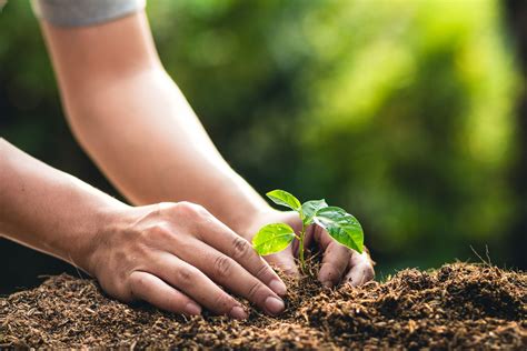 Planting Around Tree Roots - Plant Ideas