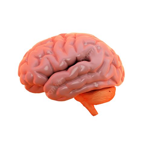 3d Render Of Brain View From Side, 3d, Brain, View From Side PNG ...
