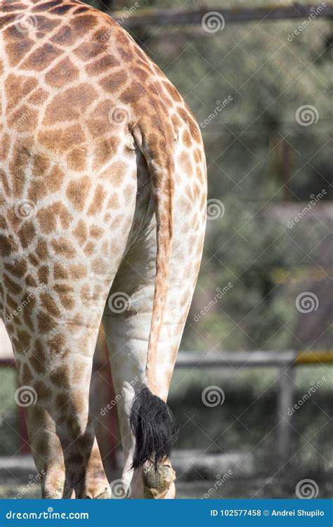 Giraffe tail stock photo. Image of skin, back, giraffe - 102577458