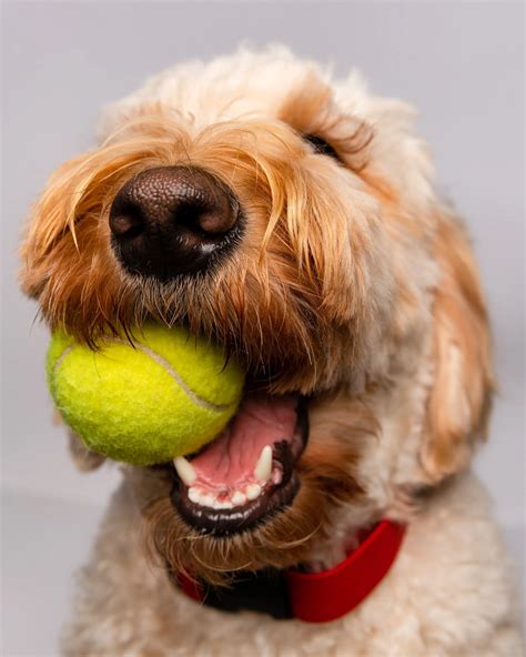 Mini Goldendoodle Puppies For Sale - Top Rated Breeder