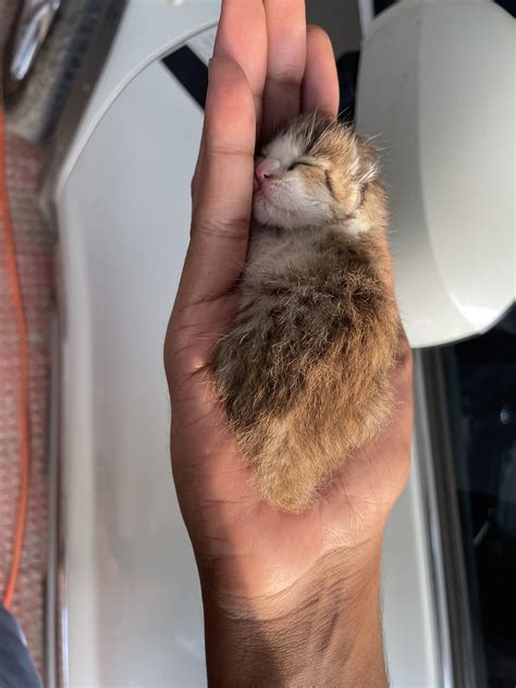4 Days old kitten, his mother abandoned him, So Im the Father now : r/cats